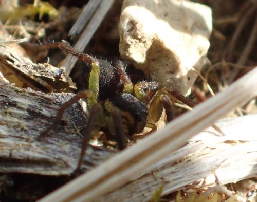 Hogna radiata
